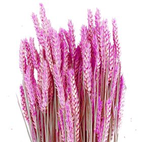 Bouquet séché de blé triticum rose - 70 cm