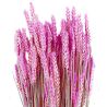 Bouquet séché de blé triticum rose - 70 cm
