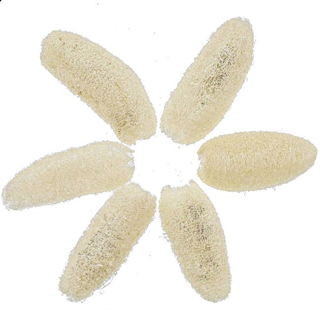 Luffa blanchi - 10 à 12 cm - Lot de 2