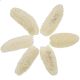 Luffa blanchi - 10 à 12 cm - Lot de 2