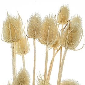 Bouquet de chardons séchés blanchis - 70 cm
