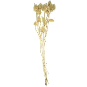 Bouquet de chardons séchés blanchis - 70 cm