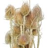 Bouquet de chardons séchés - 70 cm