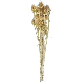 Bouquet de chardons séchés - 70 cm
