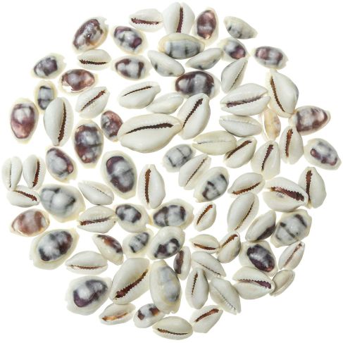 Coquillages cypraea moneta violet - 1 à 2 cm - 50 grammes
