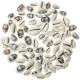 Coquillages cypraea moneta violet - 1 à 2 cm - 50 grammes
