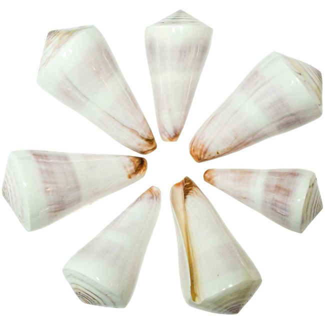 Coquillage conus kintoki poli