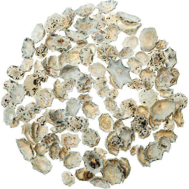 Coquillages patella star - 100 grammes