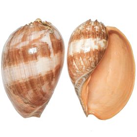 Coquillage voluta melo amphora