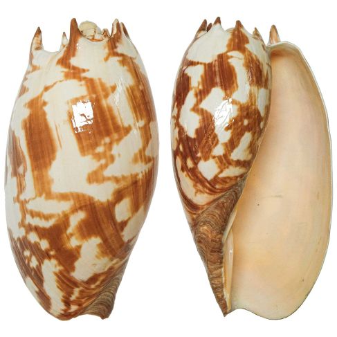 Coquillage voluta melo amphora