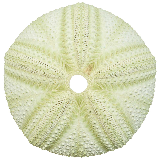 Test d'oursin Astropyga radiata vert - 10 à 12 cm - A l'unité