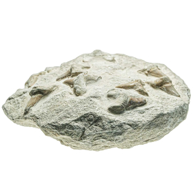 Dents de requins fossilisées sur gangue - 25 x 23 cm - 5.2 kg