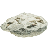 Dents de requins fossilisées sur gangue - 25 x 23 cm - 5.2 kg