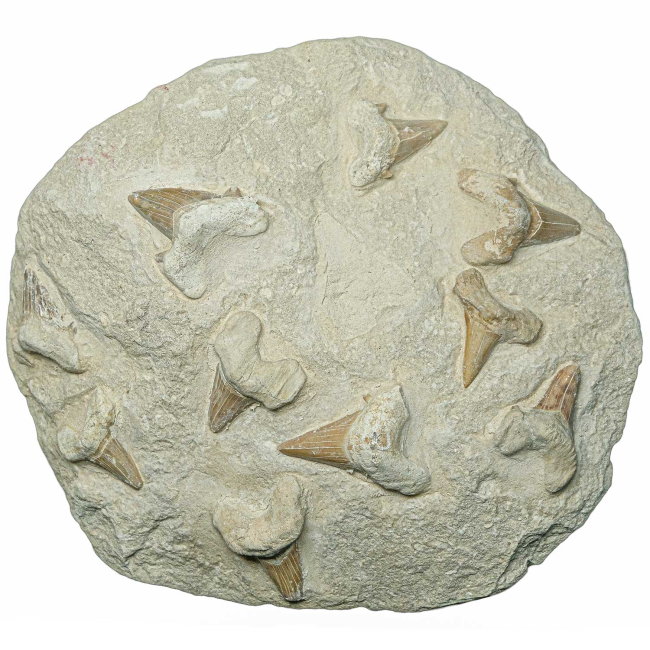 Dents de requins fossilisées sur gangue - 25 x 23 cm - 5.2 kg