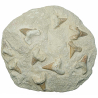 Dents de requins fossilisées sur gangue - 25 x 23 cm - 5.2 kg
