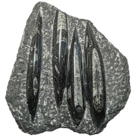Plaque en marbre fossilifère d'orthocéras - 18 x 21 cm - 1.07 kg