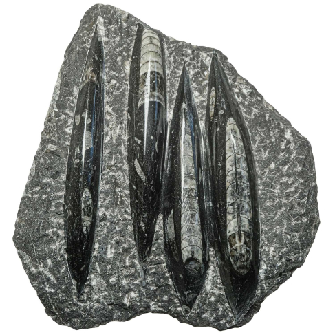 Plaque en marbre fossilifère d'orthocéras - 18 x 21 cm - 1.07 kg