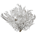 Gorgone ou éventail de mer déco - 50 x 42 cm