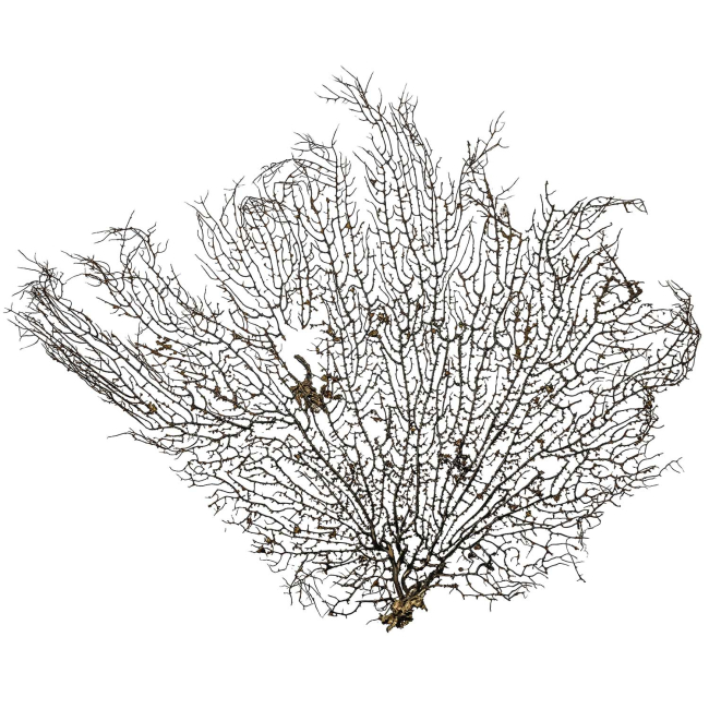 Gorgone ou éventail de mer déco - 50 x 42 cm