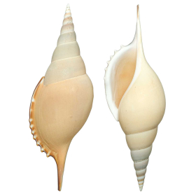 Coquillage tibia curta