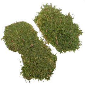 Mousse plate verte stabilisée - 150 grammes