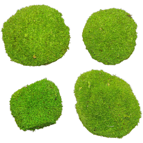Mousse naturelle stabilisée forme arrondie - Vert clair - Lot de 4