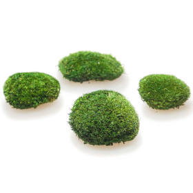 Mousse naturelle stabilisée forme arrondie- Vert foncé - Lot de 4