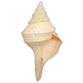 Coquillage syrinx aruanus - 40 cm