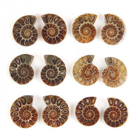 Petite ammonite fossile sciée - La paire