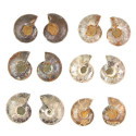 Petite ammonite fossile sciée - La paire