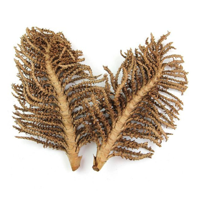Feuilles de palmier déco grande palme - Lot de 2