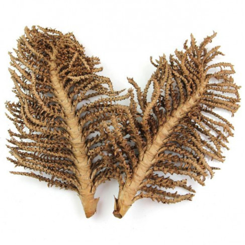 Feuilles de palmier déco grande palme - Lot de 2
