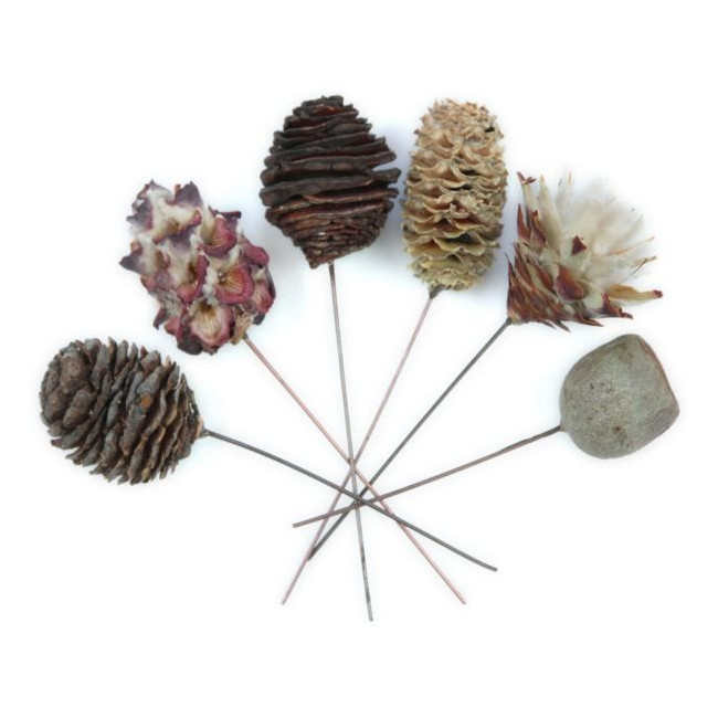 Leucadendrons sur tige - Lot de 6