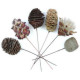 Leucadendrons sur tige - Lot de 6