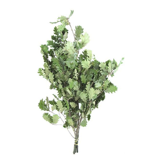 Feuillage stabilisé de chêne vert