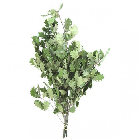 Feuillage stabilisé de chêne vert