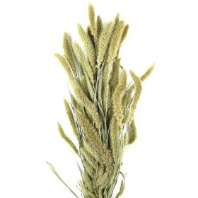 Bouquet de sétaria