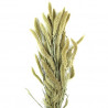 Bouquet de sétaria
