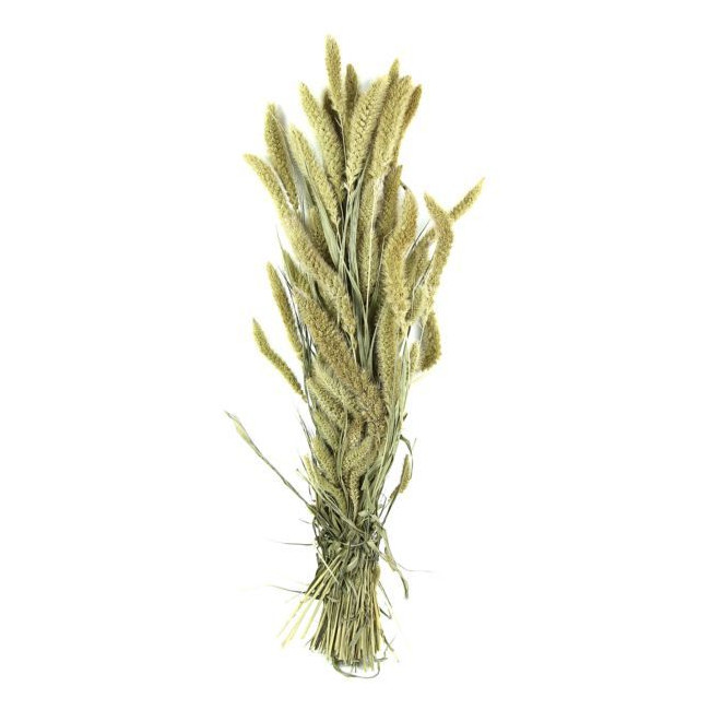 Bouquet de sétaria