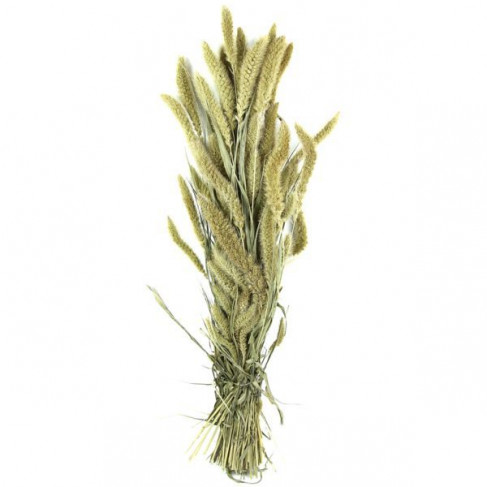 Bouquet de sétaria