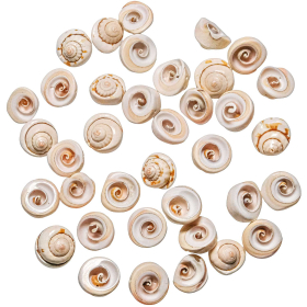 Petits coquillages percés oeil de Shiva - 1.5 cm - Lot de 20