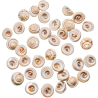 Petits coquillages percés oeil de Shiva - 1.5 cm - Lot de 20