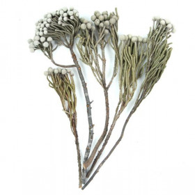 Branches de brunia silver - Lot de 5