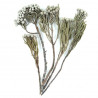 Branches de brunia silver - Lot de 5