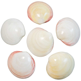 Coquillages codakia tigrina poli entier - 8 à 9 cm - Lot de 2