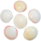 Coquillages codakia tigrina poli entier - 8 à 9 cm - Lot de 2