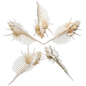 Coquillage murex triremis - A l'unité