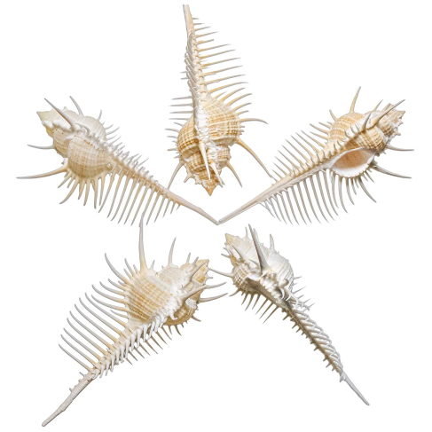 Coquillage murex triremis - A l'unité