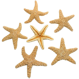 Etoile de mer sugar