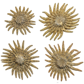 Etoile de mer picnopodia helianthoides - A l'unité